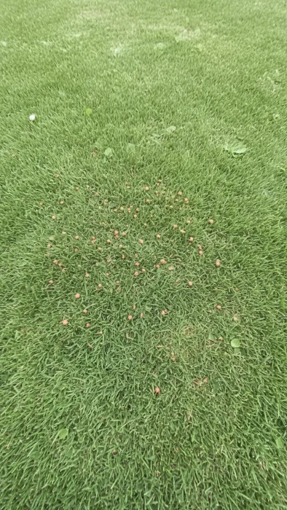 Bentgrass turf with small circular copper-colored spots