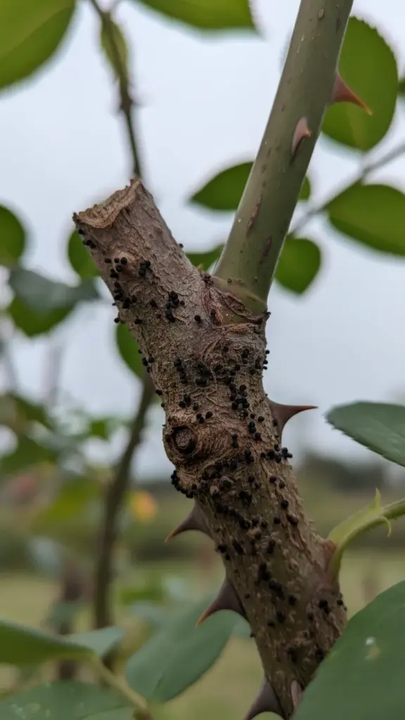 Close-up of a canker with tiny black fruiting bodies