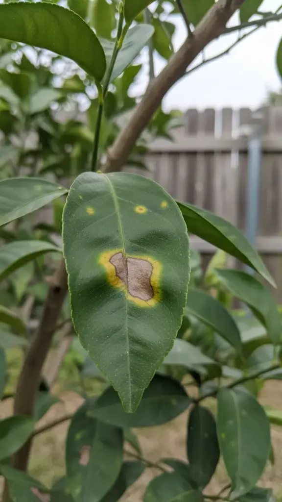 Citrus leaf on the tree showing soft yellow greasy spot blotches turning brown