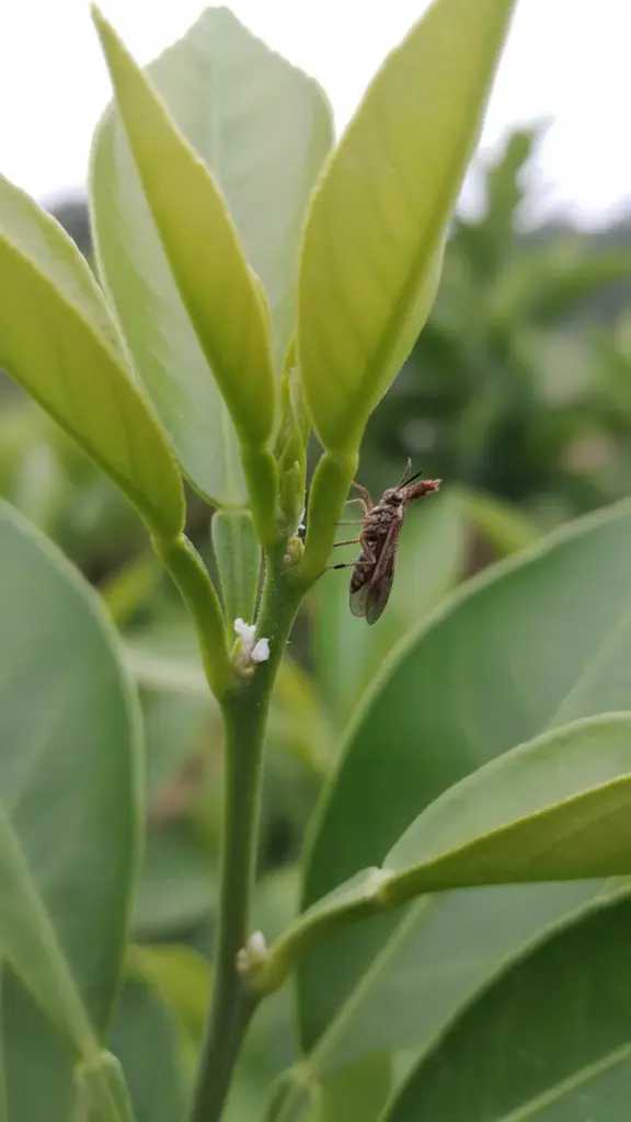 Tiny mottled brown psyllid tilted rear end up on a soft new citrus shoot tip