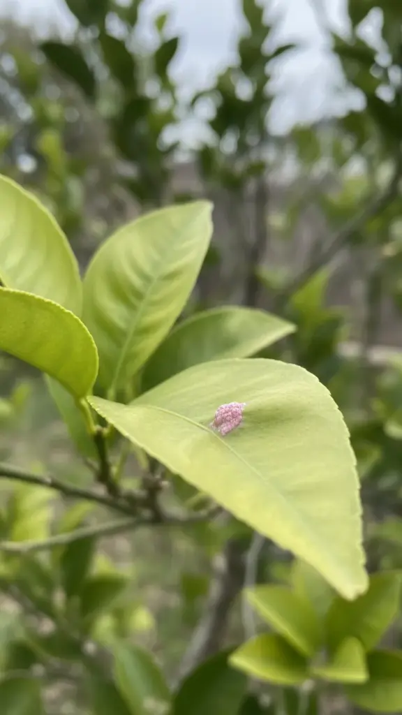 Early pink raised bump of citrus scab on a new leaf