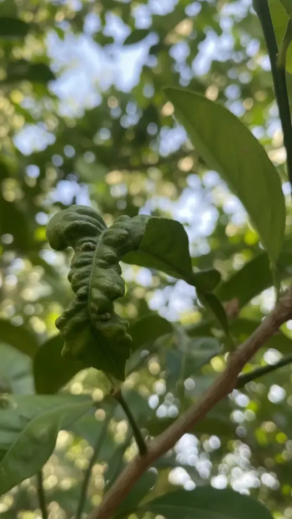 Young citrus leaf crinkled and distorted by scab fungus