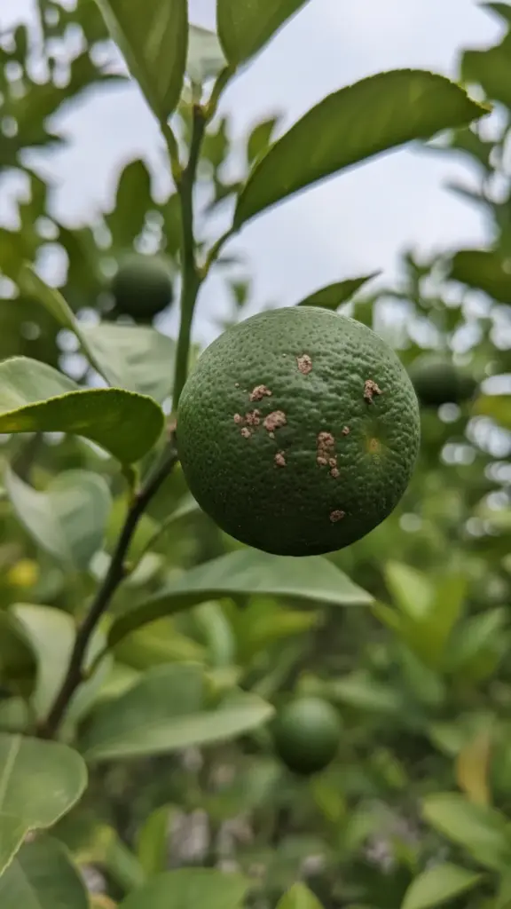 Young citrus fruit with early raised brown scab spots