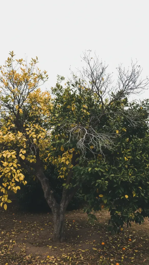 Backyard citrus tree with some shoots yellow and others green, showing twig dieback