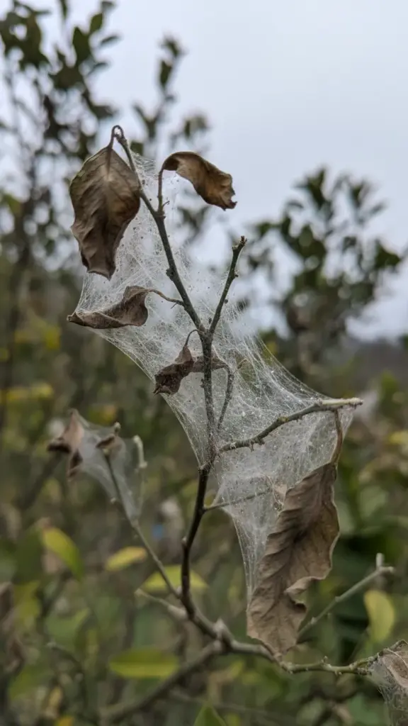 Citrus twig wrapped in white fungal threads with hanging leaves
