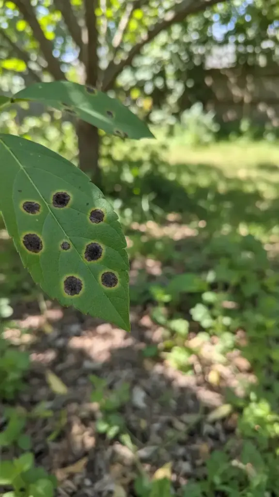 Garden leaf with several round leaf spot lesions