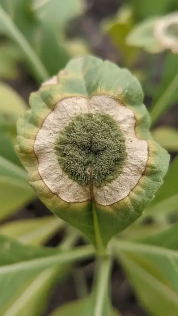 Close-up of cladosporium leaf spot with fuzzy dark green spore layer