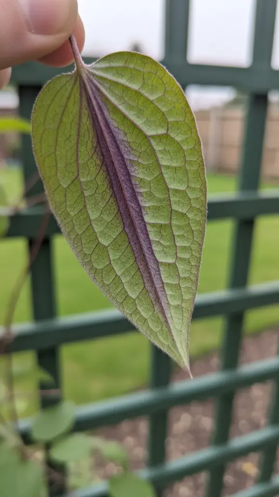 Clematis leaf showing purple discoloration along the veins