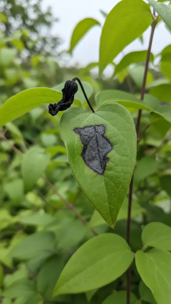 Clematis leaf with a dark spot and blackened leaf stalk