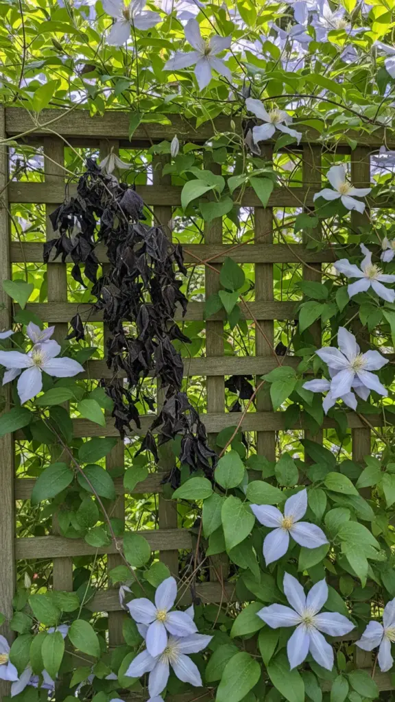 Clematis vine section suddenly collapsed and wilted on a trellis