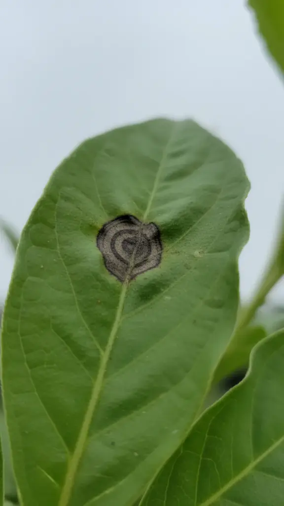 Dark sunken leaf spot with faint concentric rings on a green leaf