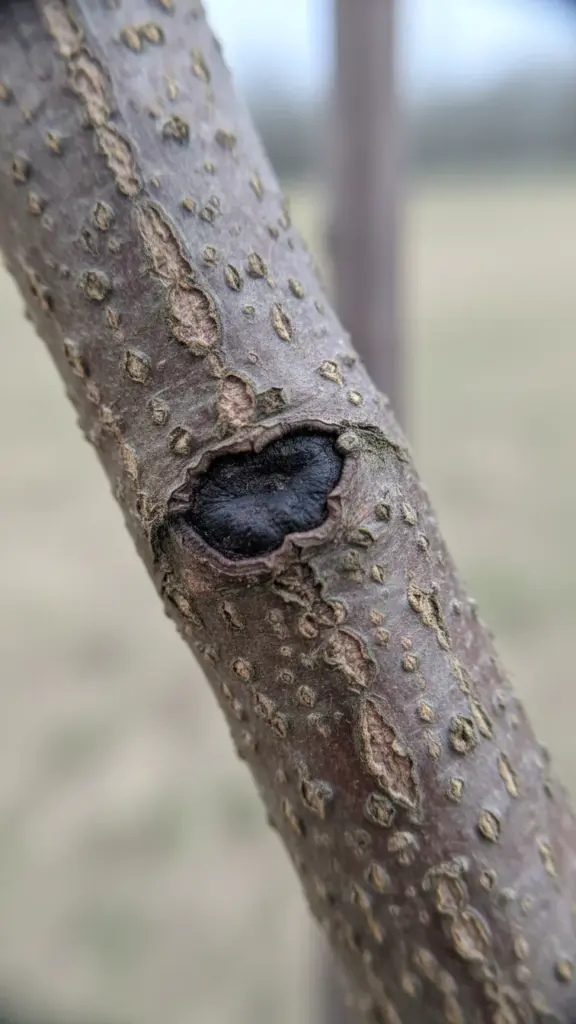 Sunken dark canker lesion on a woody plant stem