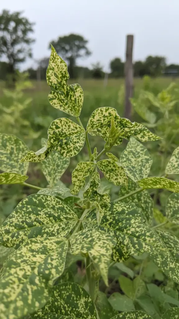 Cowpea plant with severe mosaic and crinkled new leaves