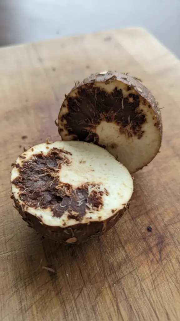Corm cut in half showing internal rot discoloration