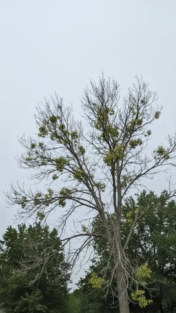 Mature tree with sparse thinning canopy and branch dieback