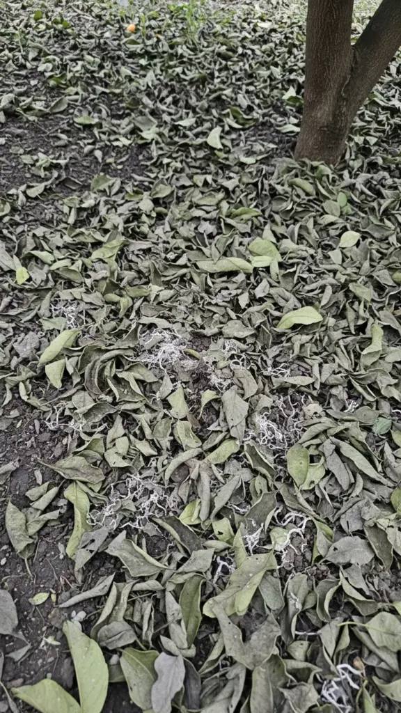 Layer of rotting citrus leaves on damp soil under a tree canopy where greasy spot spores form