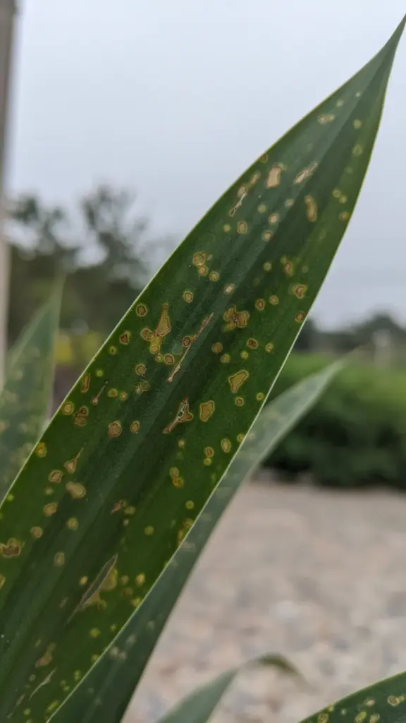 Dracaena leaf with scattered brown leaf spots