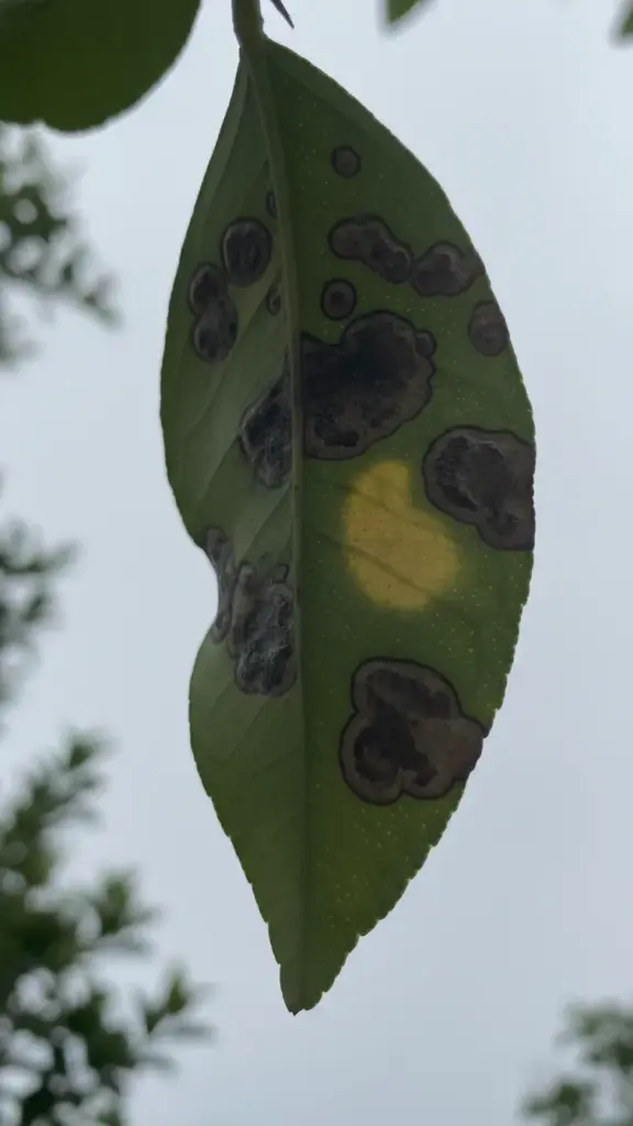 Underside of a citrus leaf covered in raised dark greasy spot blisters