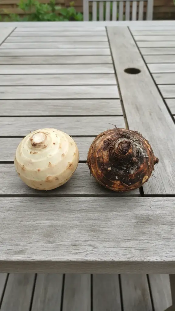 Healthy firm corm beside a rotted discolored corm