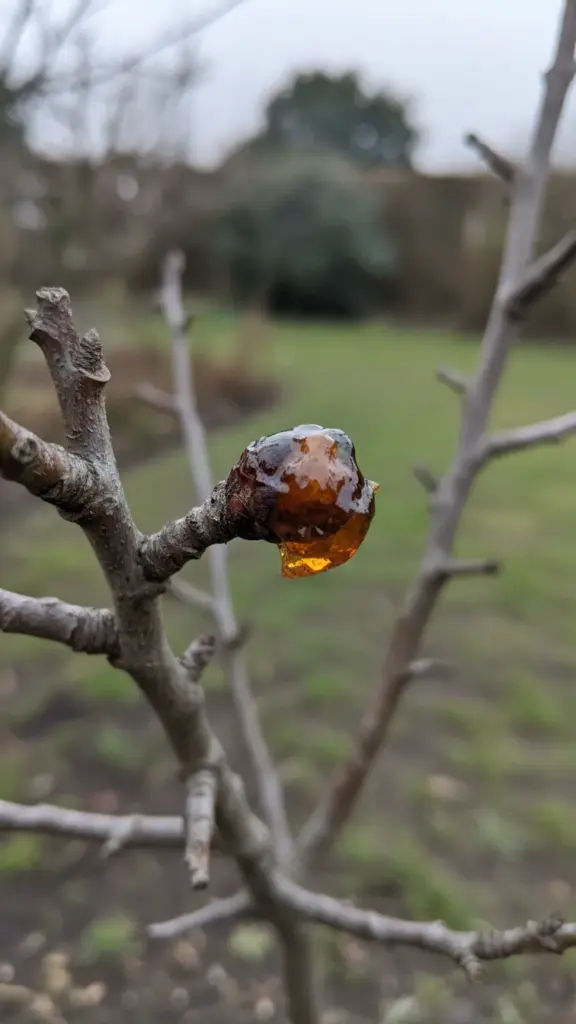Infected bud with a gummy, varnished appearance