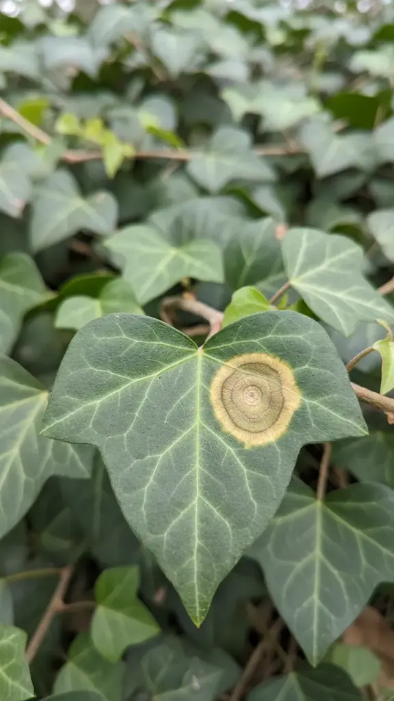 Ivy leaf with a target-like ring spot pattern