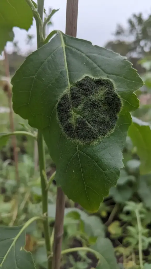Leaf underside showing dark green fuzzy spore layer texture