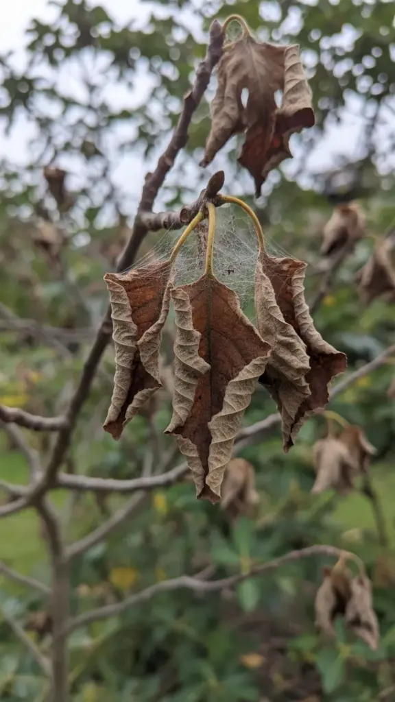 Fig leaves stuck together by web-like fungal threads