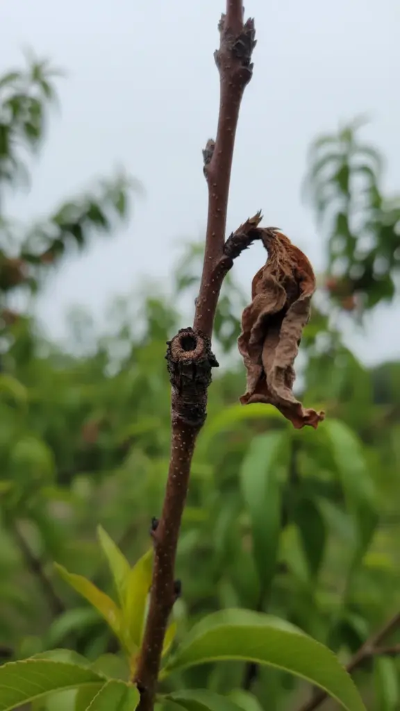 One-year-old twig with a canker and a wilted tip above it