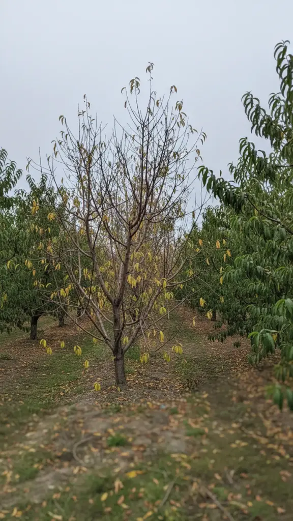 Peach tree in an orchard row showing root rot decline