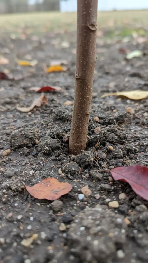 Plant stem at the natural collar zone where it meets the soil