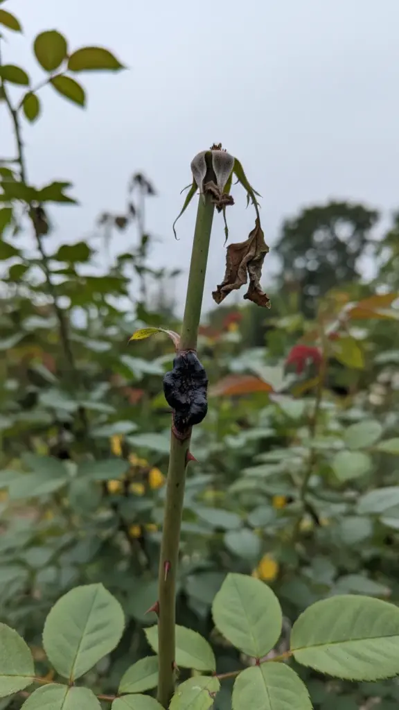 Rose cane with a dark canker and a wilted tip above it
