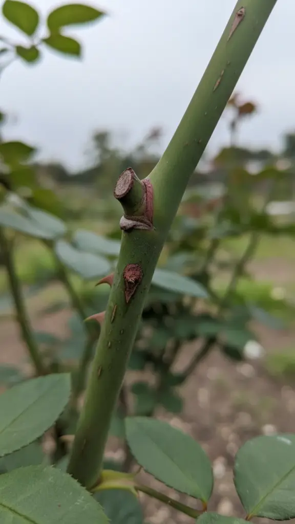 Rose cane with a reddish-brown spot forming near a pruning cut