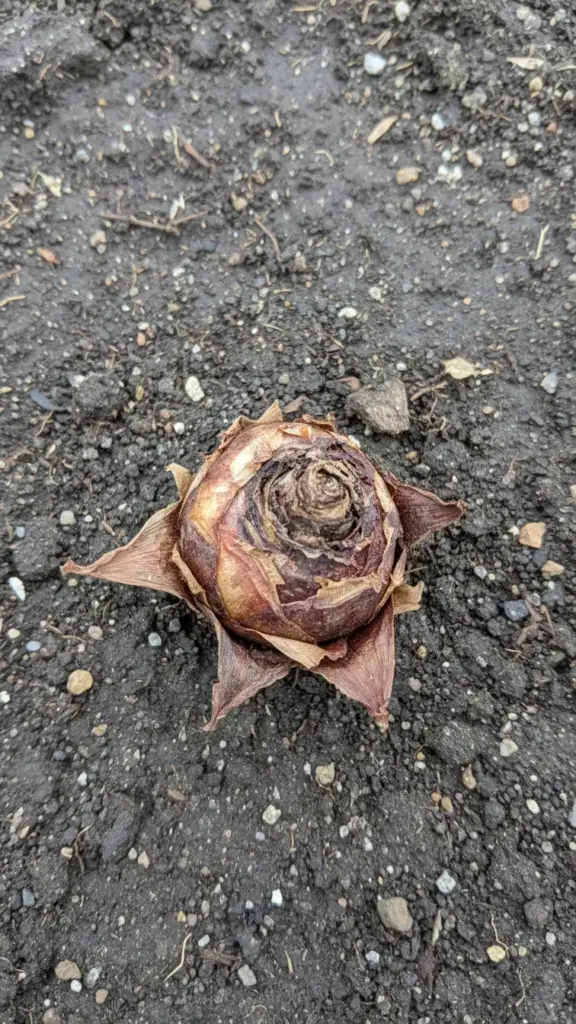 Rotted gladiolus corm with soft brown discolored tissue