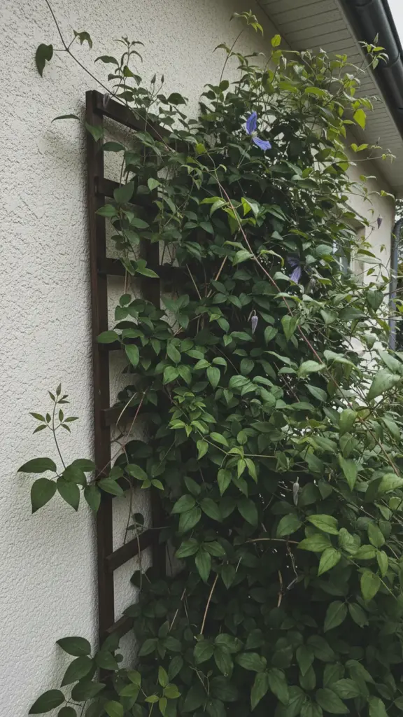 Dense clematis vines crowded against a trellis with poor airflow