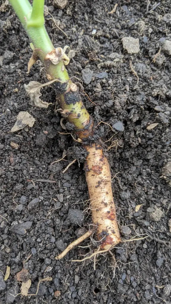 Comparison of a stem base lesion and a root section below it