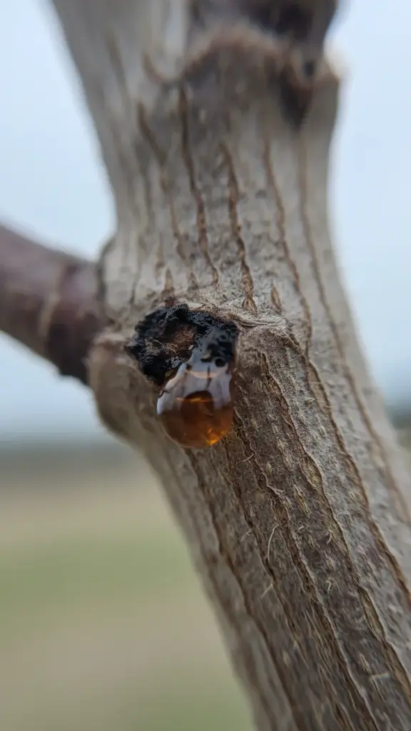 Young shoot with a gum pocket near a dark lesion