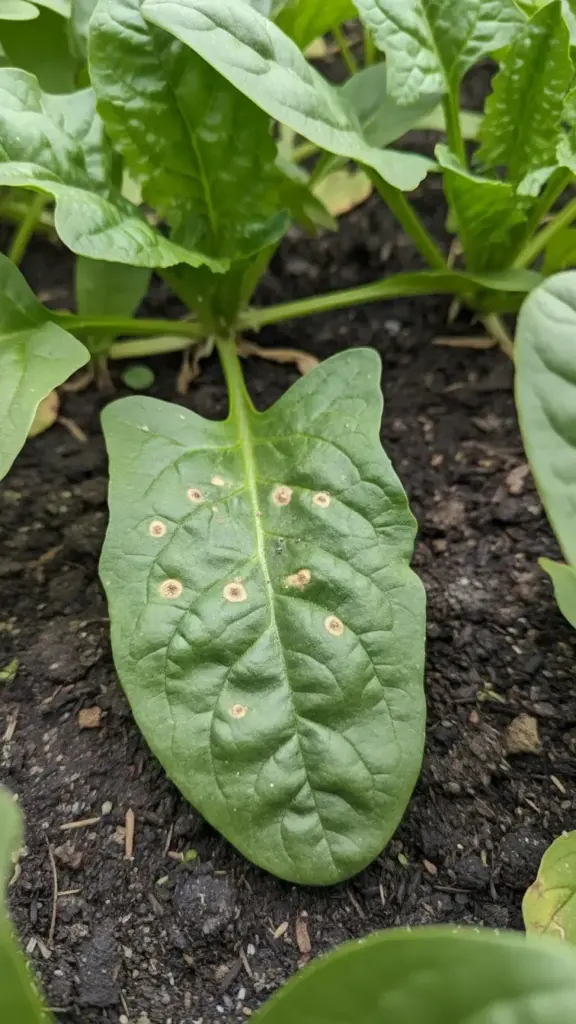Spinach leaf with round tan cladosporium leaf spots