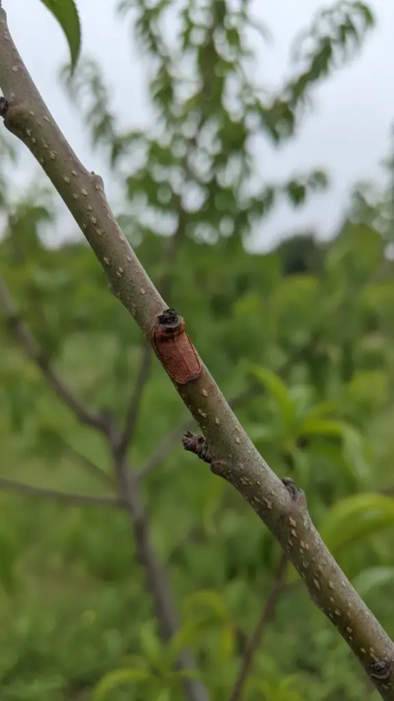 Peach twig with a lesion wrapping around its circumference
