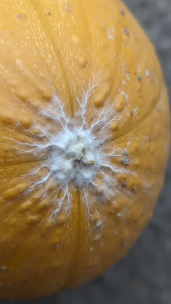 White fluffy Pythium mycelium on a squash rind