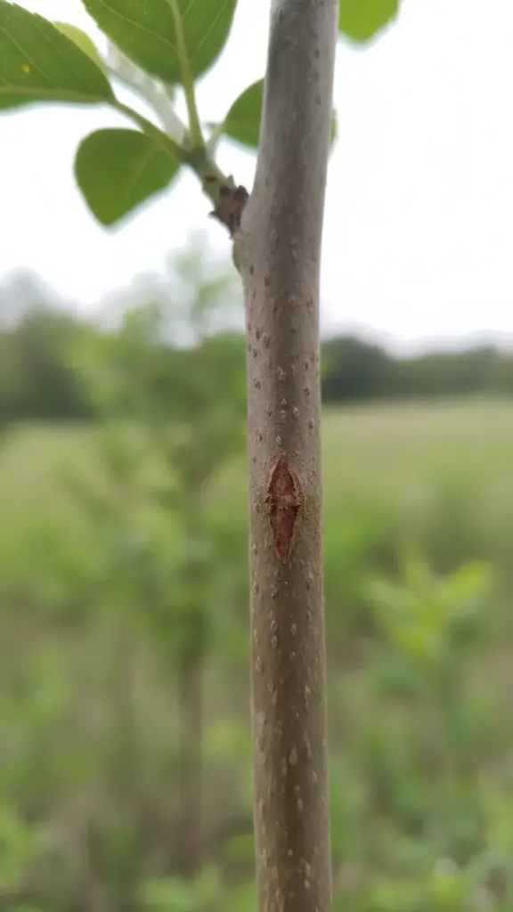 Section of woody stem with subtle discoloration below the leaves