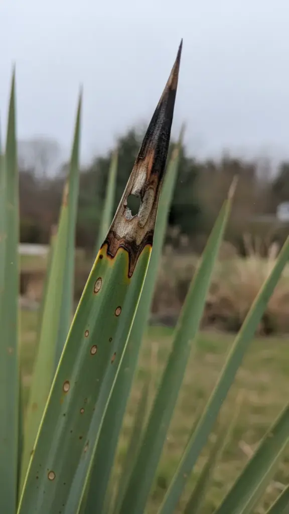 Yucca leaf with brown spots merging into a scorched blotch