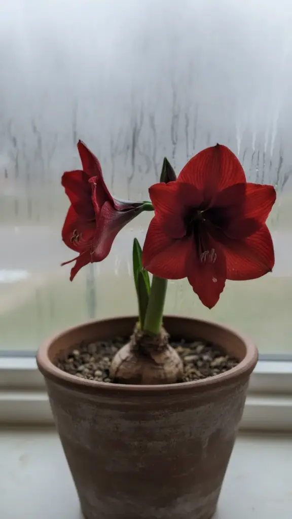 Heavy clay pot with an amaryllis scape and open trumpet flowers, bulb neck showing