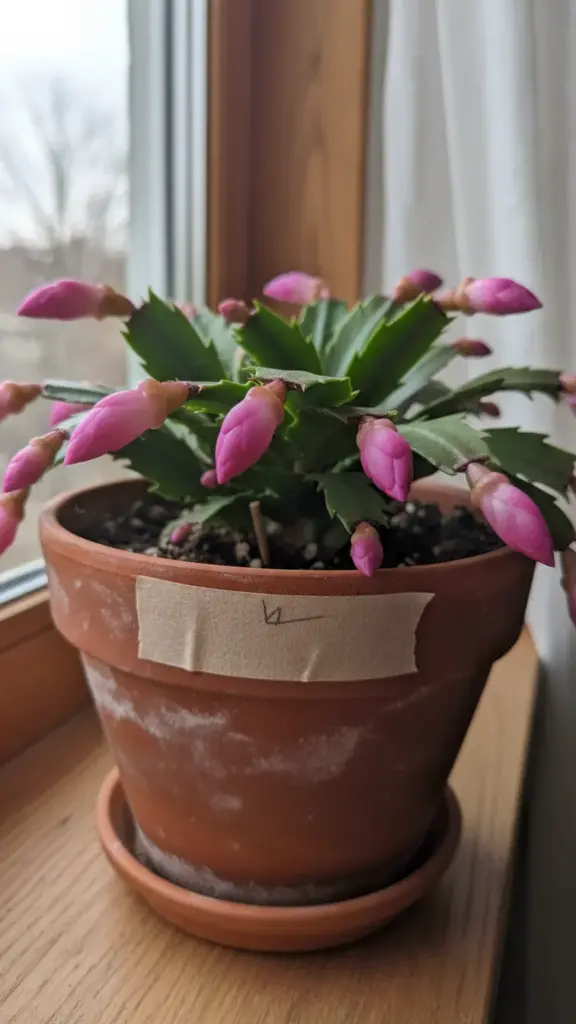 Bud-covered holiday cactus with tape marking the pot position