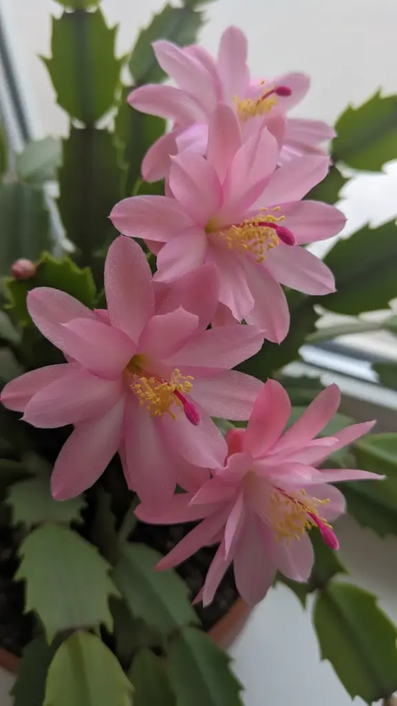 Close-up of open pink Thanksgiving cactus flowers
