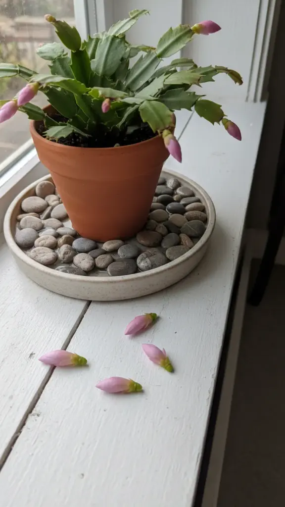 Fallen buds on a sill with the cactus on a humidity pebble tray