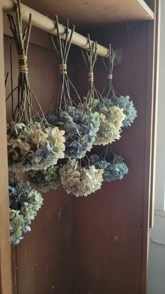 Dried hydrangea bunches hanging upside down from a closet rod with rubber bands