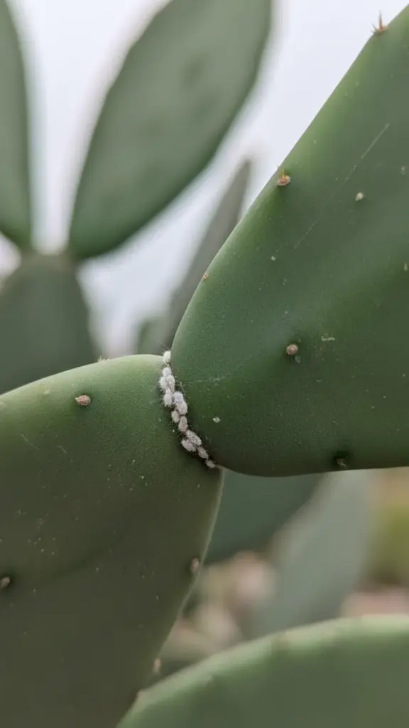 Mealybugs as white cottony clusters in cactus segment joints