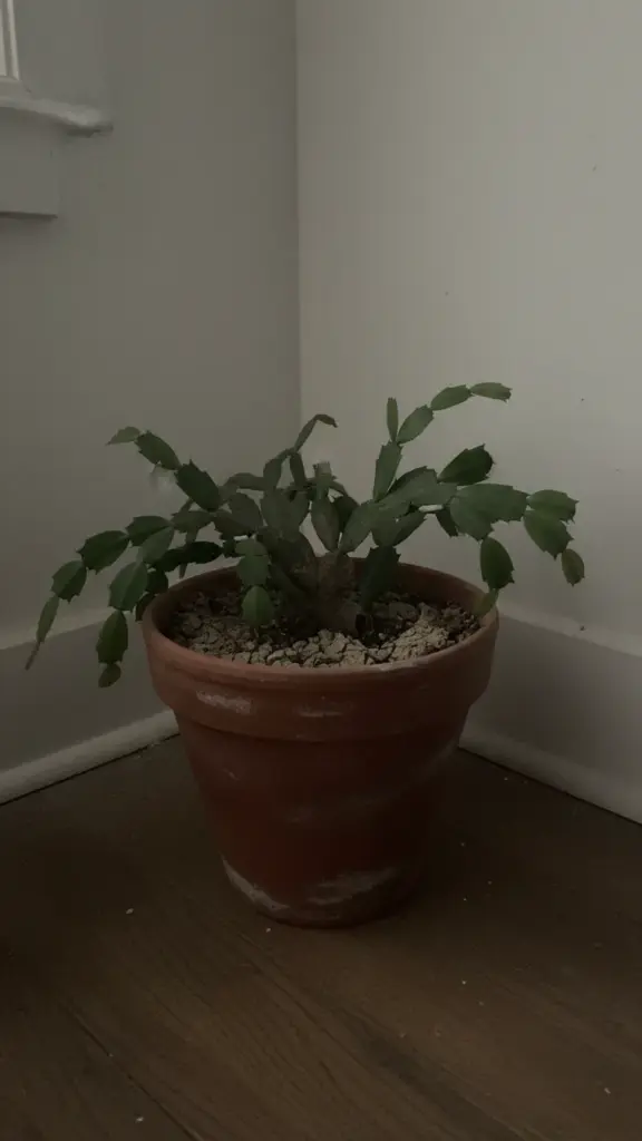 Holiday cactus resting in a cool dim room after blooming