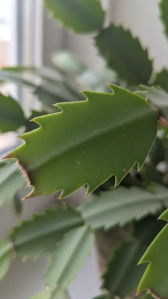 Close-up of Thanksgiving cactus leaf segments showing pointed sawtooth teeth