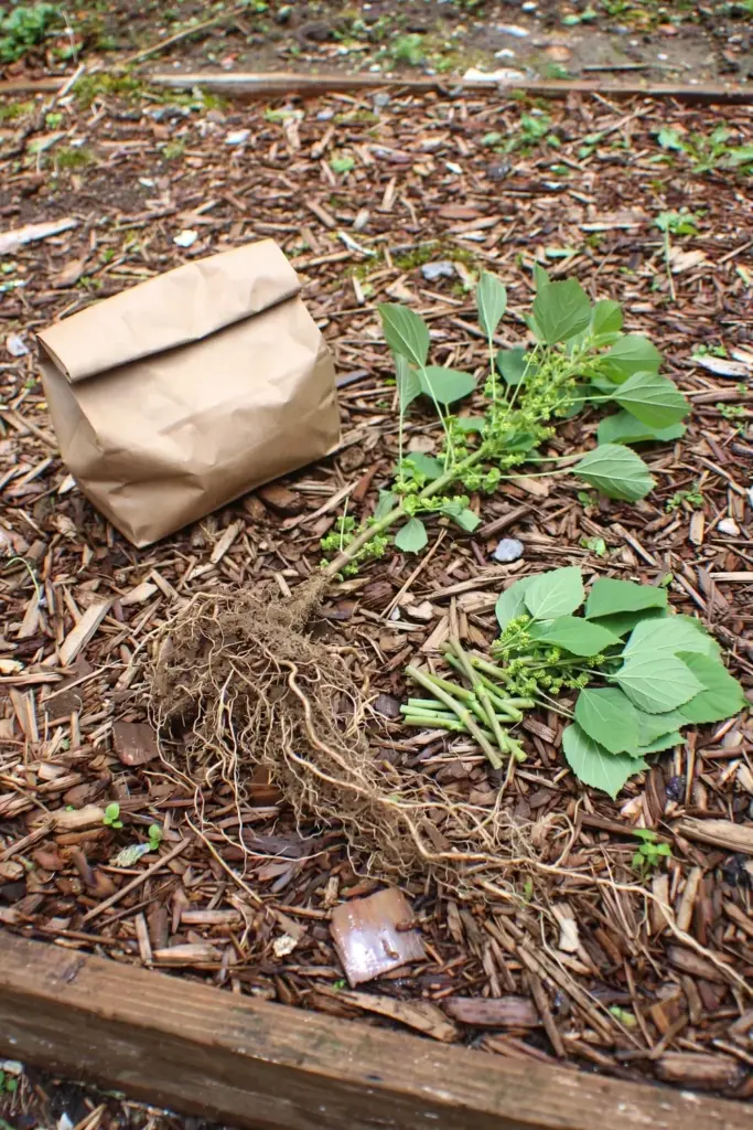Pulled anting-anting plant beside a sealed paper bag of seed heads on a mulched bed